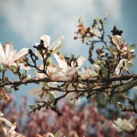 bloomy tree branch