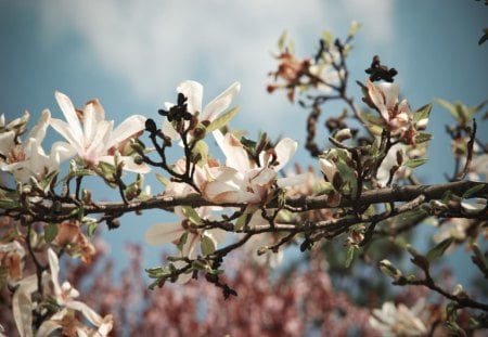 bloomy tree branch - flowers, tree, nature, branch