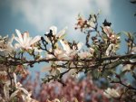 bloomy tree branch