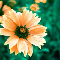 orange macro flowers