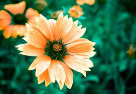 orange macro flowers