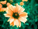 orange macro flowers