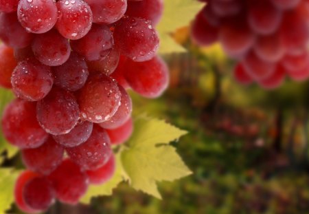 bunch grape leaves - fruits, leaves, grepe, nature