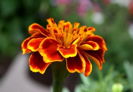 marigold flower - flowers, gold, nature, macro