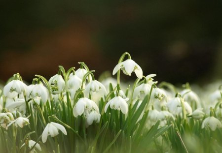 white bell lilys - white, nature, flowers, lily