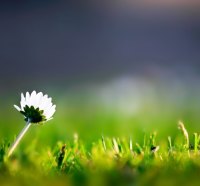 little flower in the field