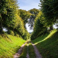 nature summer road trees