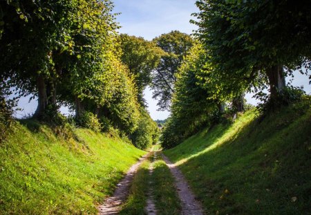 nature summer road trees - road, trees, pathway, summer