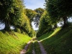 nature summer road trees