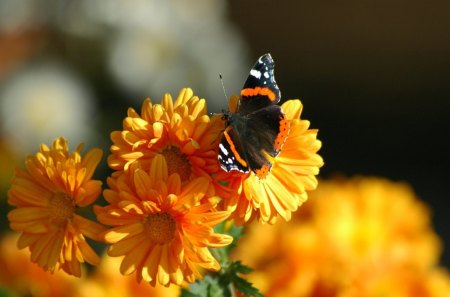 orange and bright ! - orange, butterfly, flowers, garden