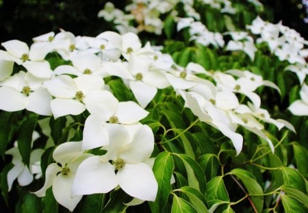 beautiful white flowers - flowers, garden, white, green