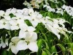 beautiful white flowers