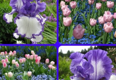 PURPLE AND PINK - flowers, purple, pink, nature