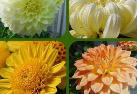 DAHLIA'S AND MUMS