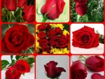 RED ROSES