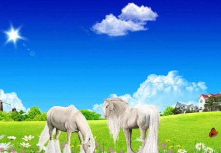 white horses - horses, beautiful, white, summer