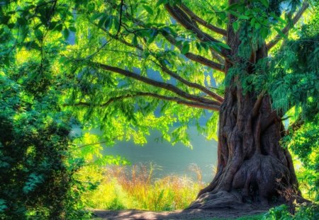 beautiful forest - forest, summer, green, beautiful