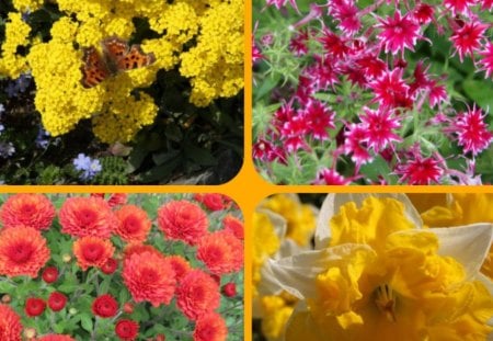 PINK AND YELLOW - flowers, yellow, pink, nature