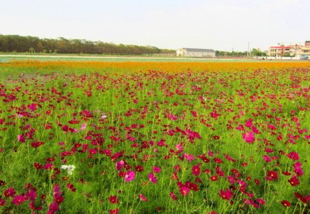 Cosmos bipinnatus - countryside, colorful, flowers, cosmos bipinnatus