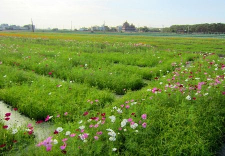 Cosmos bipinnatus - flowers, countryside, grasses, cosmos bipinnatus