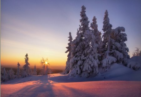 Sunset Sparkle - trees, sparkle, nature, snow, sunsets, reflection