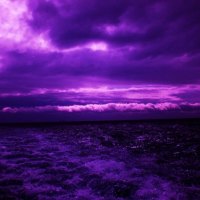 Purple Seas