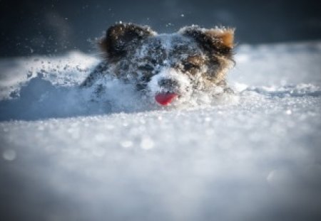 Snow Plow - snow, animals, dogs, funny, cute