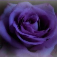 Beautiful purple rose