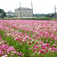 Colorful cosmos