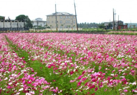 Colorful cosmos - beautiful, cosmos  bipinnatus, pretty, colorful