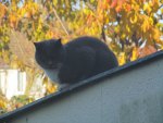 Autumnal Cat