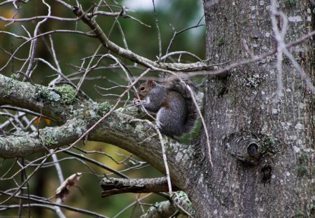 Squirrel - nature, nuts, tree, squirrel