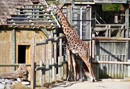 Giraffe - zoo, curious, tall, giraffe