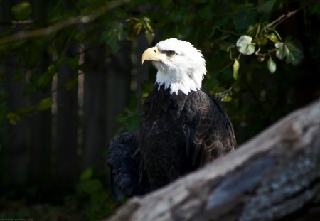 Bald Eagle - bird, zoo, eagle, bald eagle