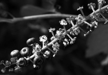 Wild Growth - black and white, flowers, berries, woods