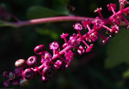 Wild Berries - flowers, berries, growth, woods