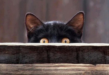 too scared - pretty, fantastic, wood, amazing, great, stunning, animal, kittens, kitten, cats, nice, outstanding, super, beautiful, sweet, cat, wonderful, black, marvellous, picture, awesome, skyphoenixx1, cute, adorable, animals, wallpaper, kitty