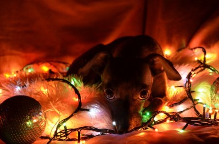 Waiting for holidays! - holiday, animal, light, christmas, december, new year, dog