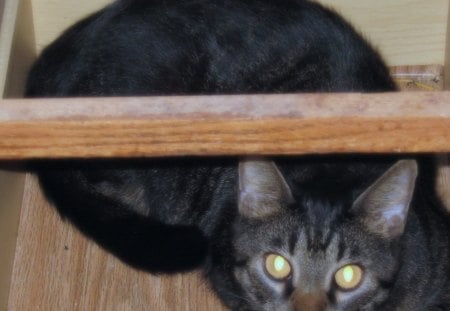 Peek A Boo - black, cabinet, wood, brown, cat, stripes