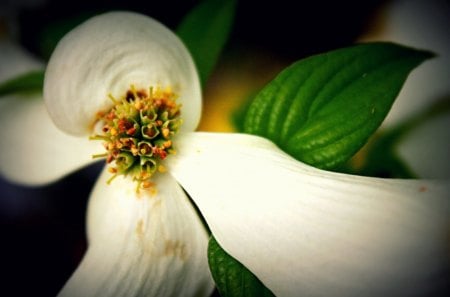 Flower - macro, flower, petals, nature