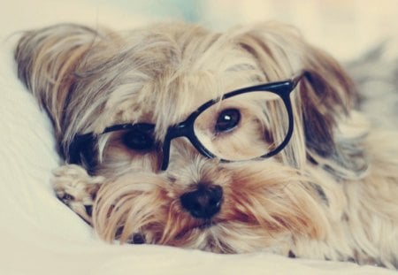 Intellectual Dog - dog, animal, specs, intellectual