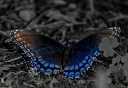 Butterfly - butterfly, selective color, black and white, nature