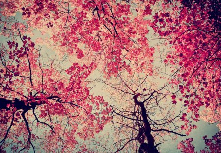 Pink Trees - nature, pink, tree, sky