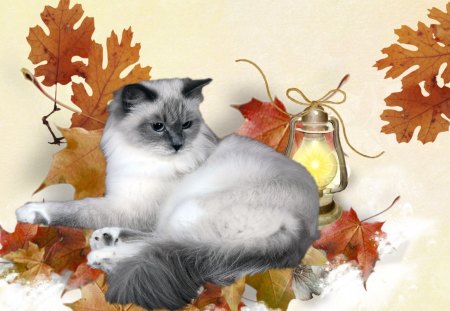 Autumns CAt - autumn, cat, light, feline, pet, kitten, fall, snow, leaves, lamp