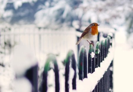 Winter - winter forest, bird, winter, blue winter evening, snowy, snow, wonderful winter, blue winter, tree, white winter, winter house, winter cabin, snowfall