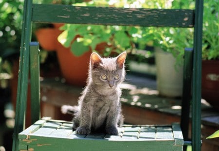 Cat - pretty, cat eyes, green eyes, animal, rain, streets, face, drop, road, wet, beauty, love, fall, rainy, autumn, green, animals, alley, cat face, autumn colors, sweetness, splendor, eyes, autumn rain, paws, leaves, kitten, cats, sweet love, beautiful, drops, lovely, sweet, cat, street, autumn leaves, kitty