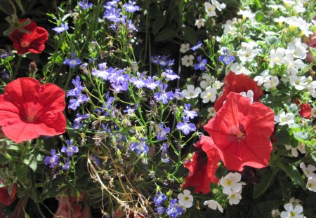 A Sunny day with Alberta flowers 02 - white, red, flowers, blue, petunia, green