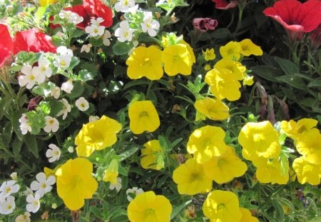 A Sunny day with Alberta flowers 03 - white, red, flowers, yellow, petunia, green