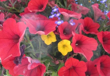 A Sunny day with Alberta flowers 05 - white, red, purple, flowers, yellow, petunia, green