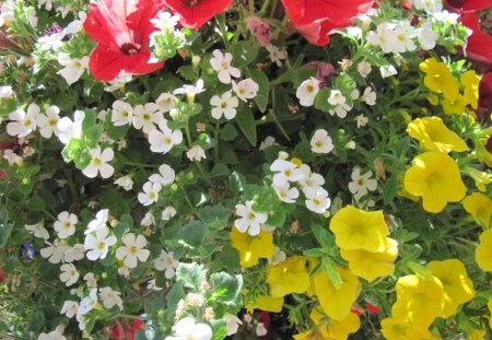 A Sunny day with Alberta flowers 06 - flowers, white, petunia, yellow, red, green